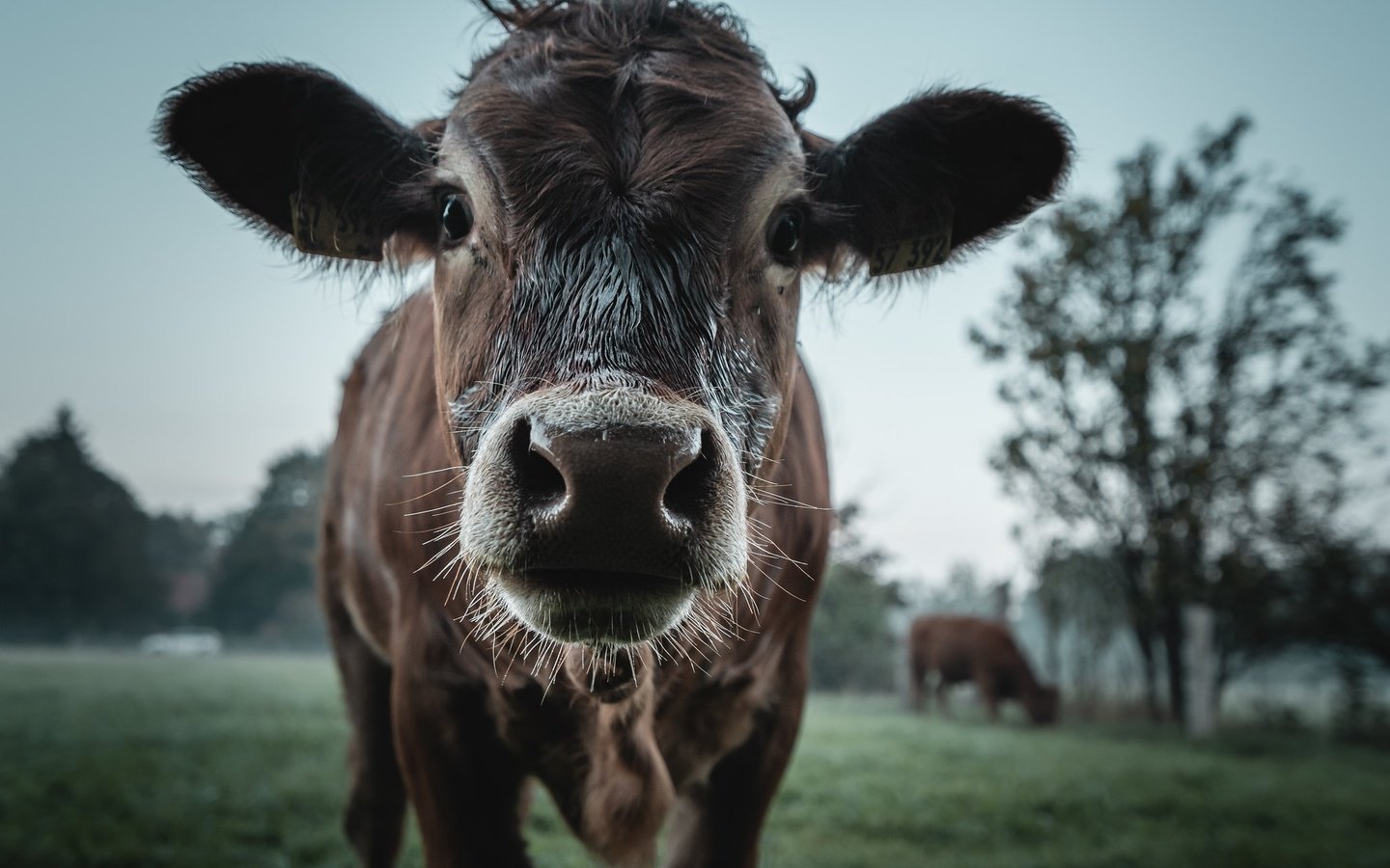 Обои скот, корова, cattle, cow разрешение 2048x1365 Загрузить