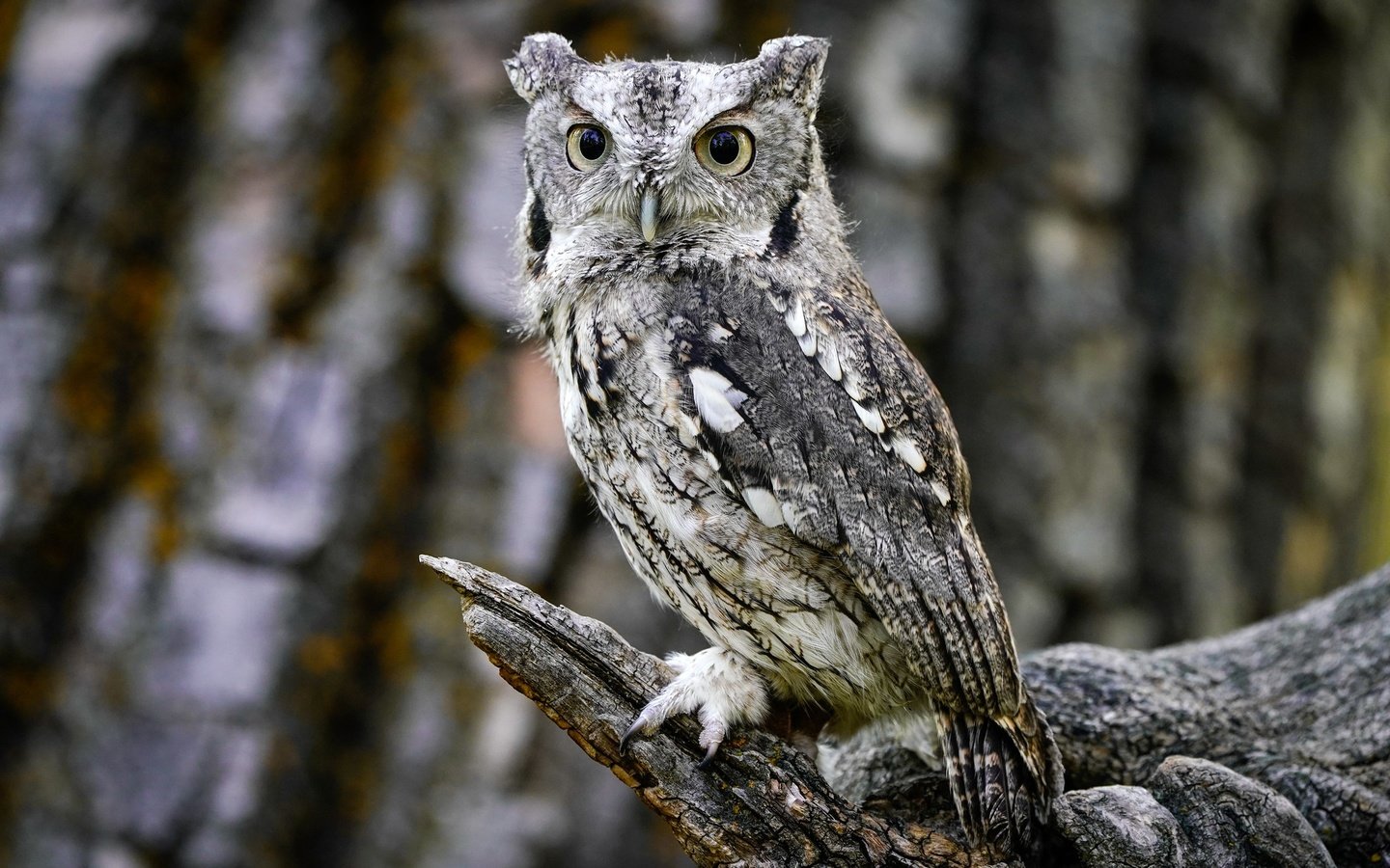 Обои сова, лес, взгляд, птица, коряга, боке, owl, forest, look, bird, snag, bokeh разрешение 2048x1365 Загрузить