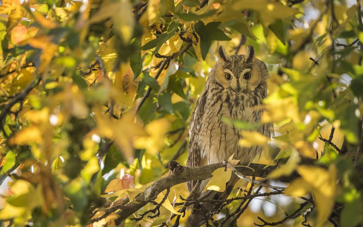 Обои сова, осень, птица, owl, autumn, bird разрешение 2048x1250 Загрузить