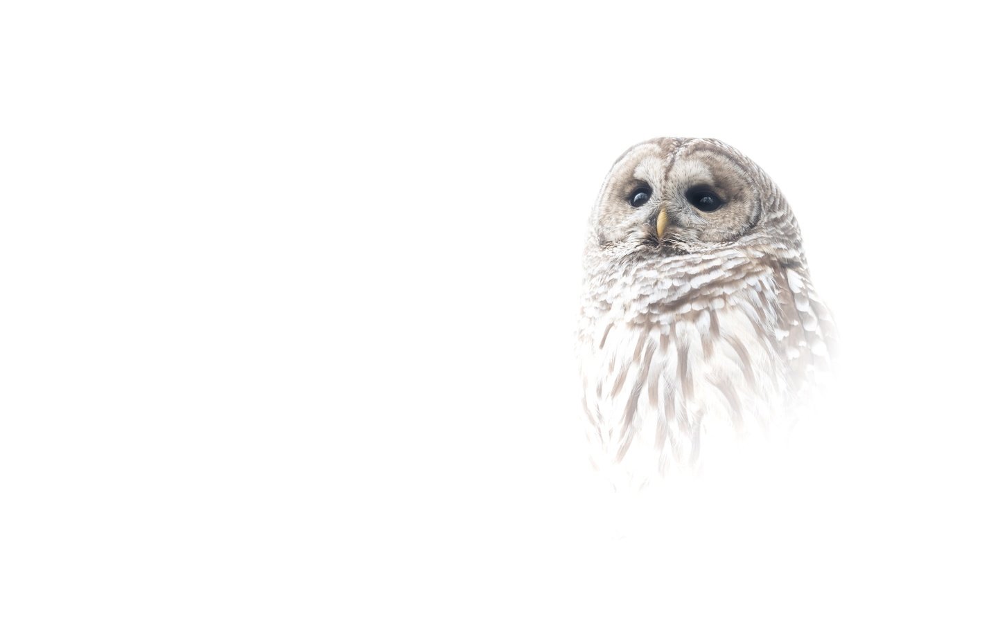 Обои сова, портрет, птица, белый фон, owl, portrait, bird, white background разрешение 4096x2730 Загрузить