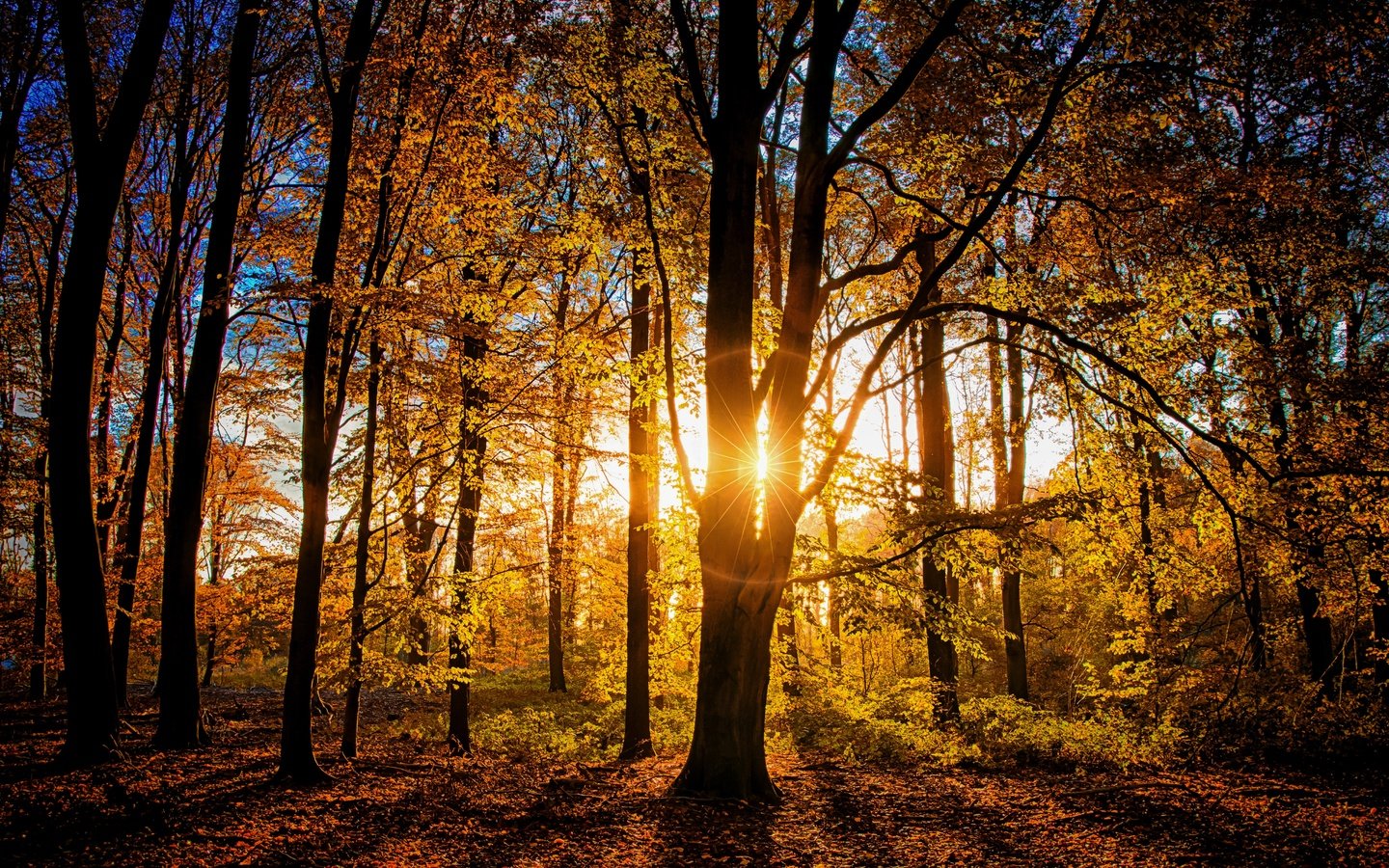 Обои свет, деревья, лес, ветки, осень, light, trees, forest, branches, autumn разрешение 5120x3410 Загрузить
