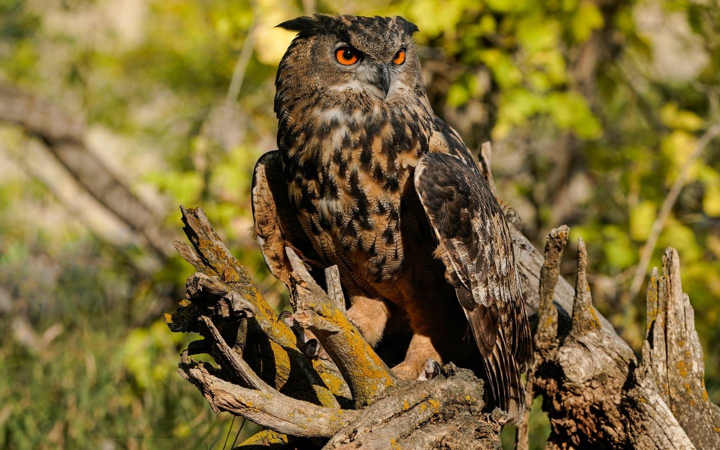 Обои свет, сова, птица, коряга, боке, филин, light, owl, bird, snag, bokeh разрешение 2048x1365 Загрузить