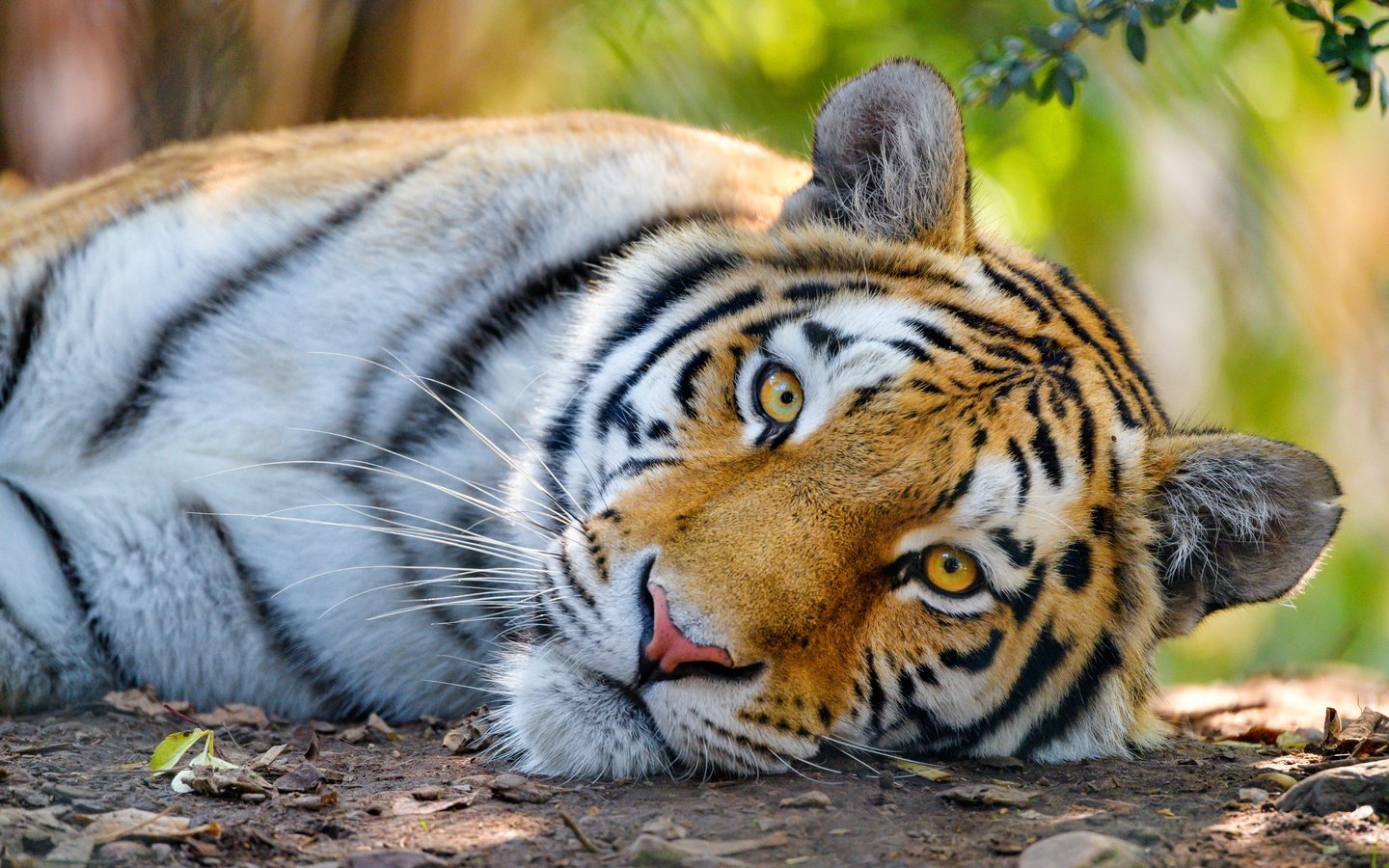 Обои тигр, морда, взгляд, дикая кошка, tiger, face, look, wild cat разрешение 5190x3460 Загрузить