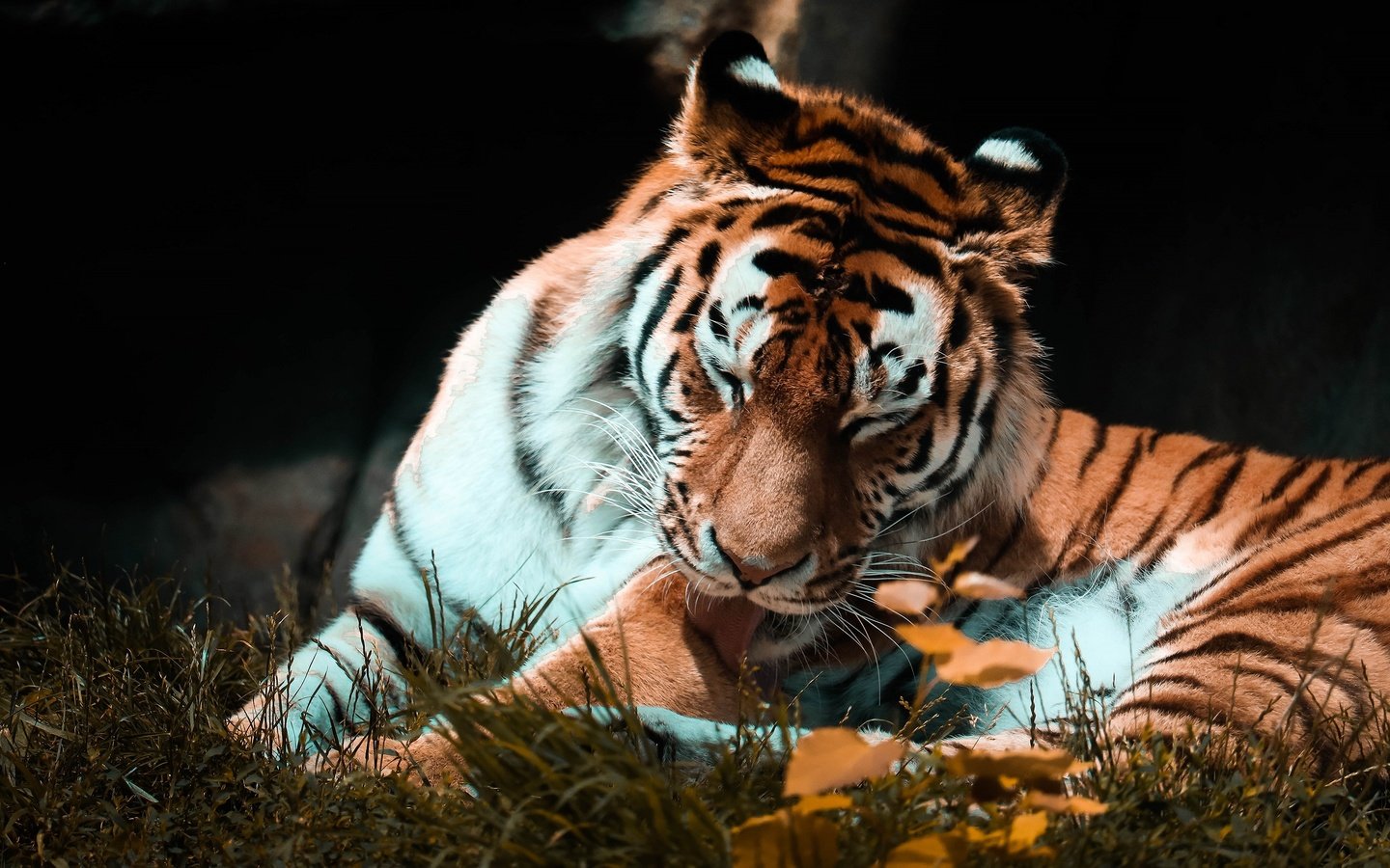 Обои тигр, поза, осень, темный фон, язык, tiger, pose, autumn, the dark background, language разрешение 2880x1839 Загрузить