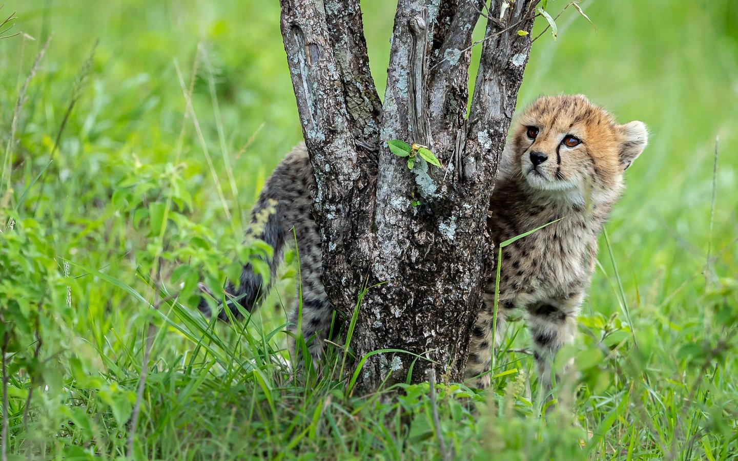 Обои трава, дерево, стволы, поляна, малыш, гепард, детеныш, grass, tree, trunks, glade, baby, cheetah, cub разрешение 2000x1334 Загрузить