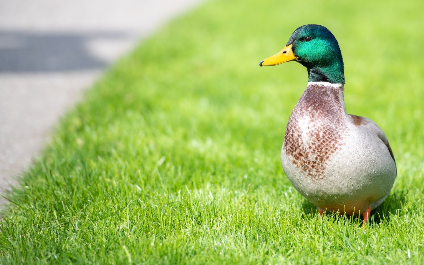 Обои трава, поляна, птица, утка, grass, glade, bird, duck разрешение 5883x3922 Загрузить