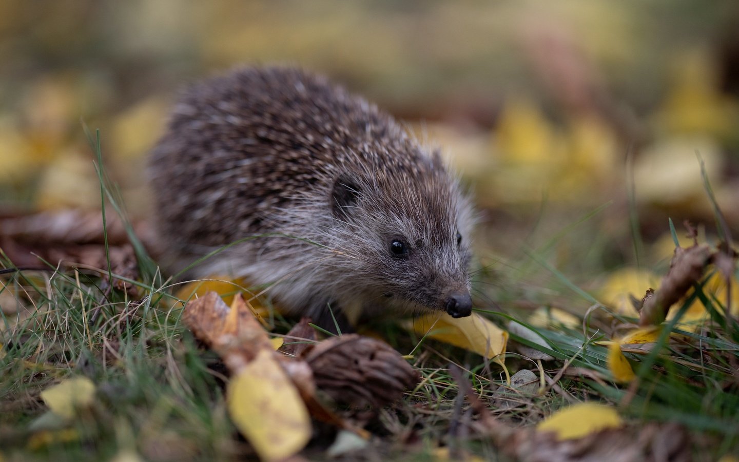 Обои трава, листья, осень, прогулка, ежик, еж, боке, grass, leaves, autumn, walk, hedgehog, bokeh разрешение 2048x1365 Загрузить