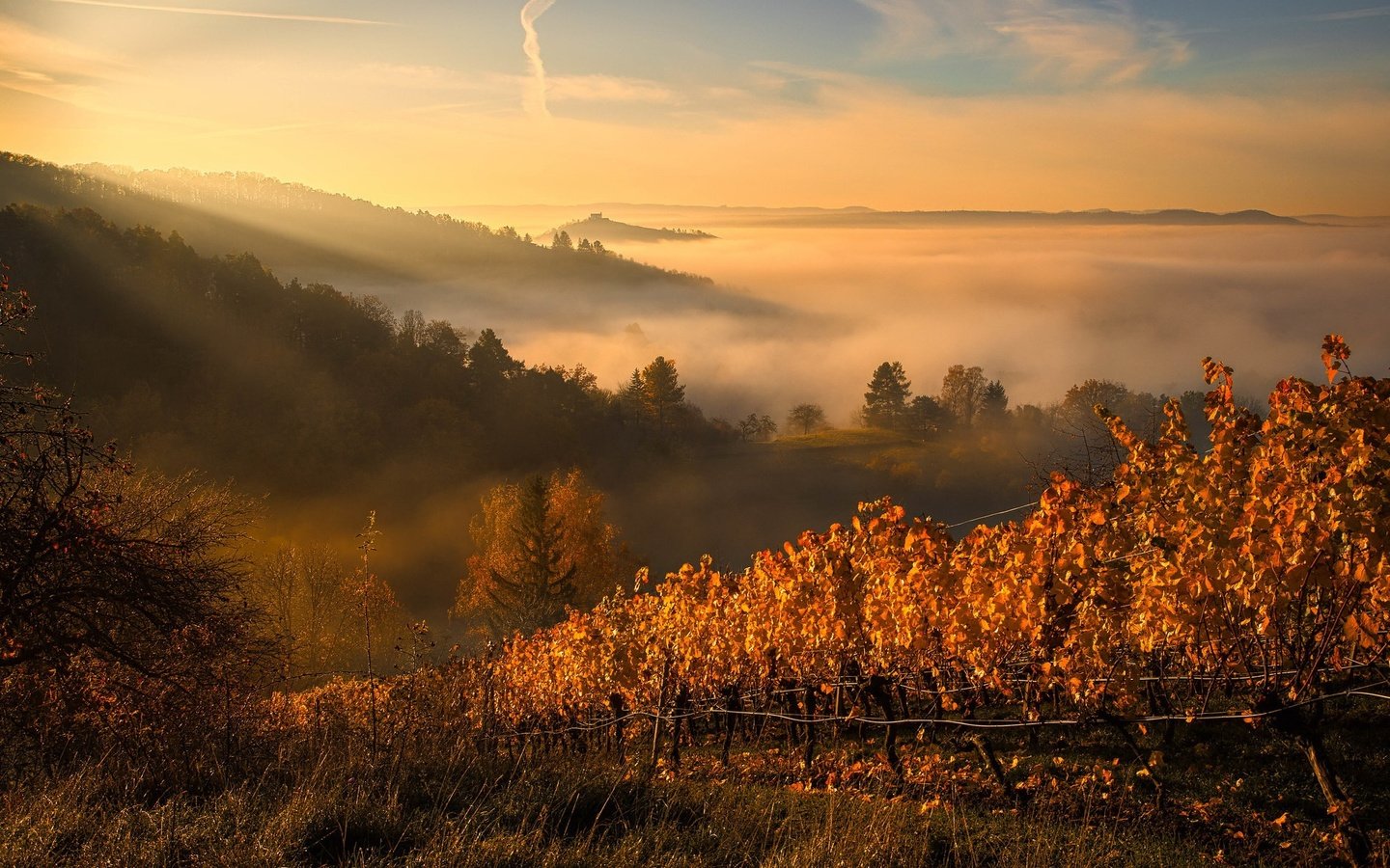 Обои туман, осень, виноградник, fog, autumn, vineyard разрешение 1927x1249 Загрузить