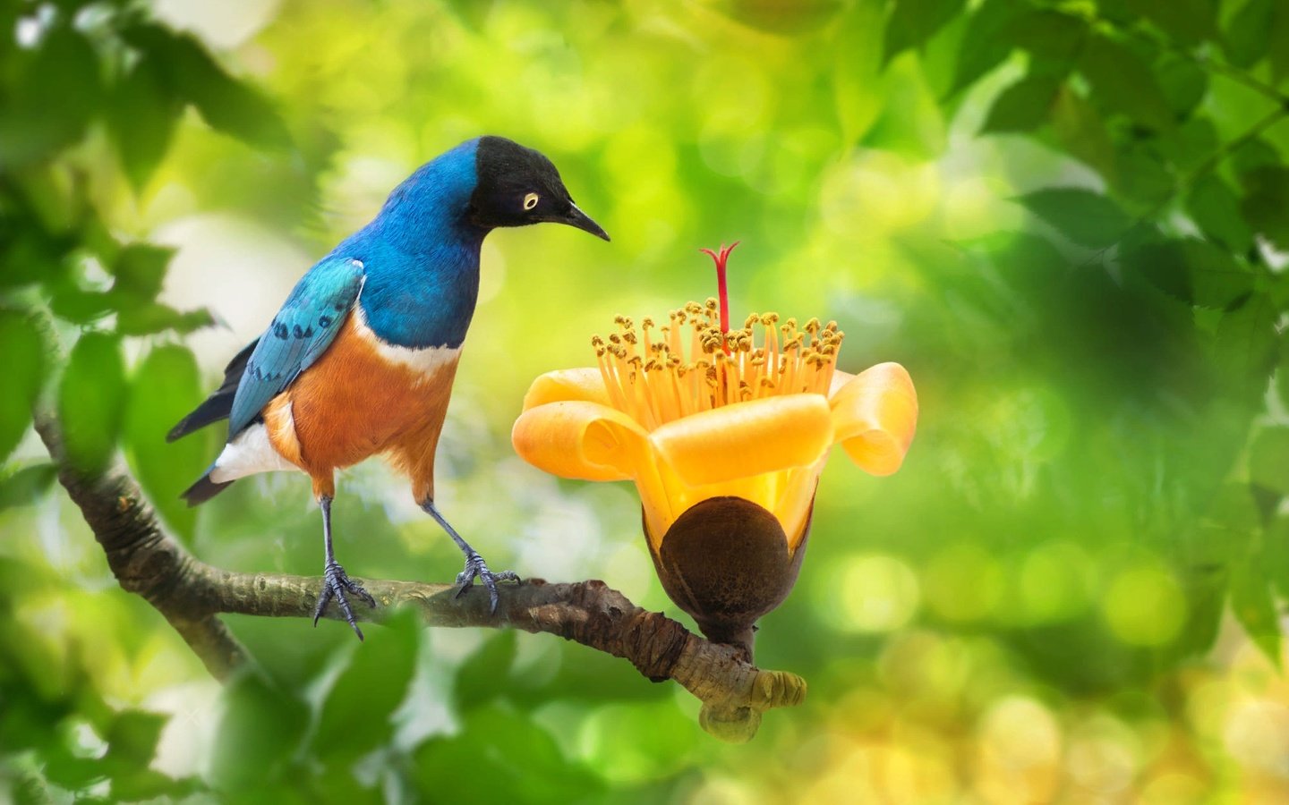 Обои ветка, fuyi chen, природа, дерево, цветок, листва, птица, тайвань, боке, branch, nature, tree, flower, foliage, bird, taiwan, bokeh разрешение 2000x1333 Загрузить