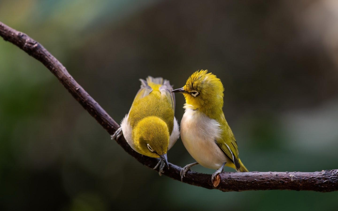 Обои ветка, природа, парочка, птички, боке, белоглазка, белый глаз, branch, nature, a couple, birds, bokeh, white-eyed, white eye разрешение 3840x2160 Загрузить