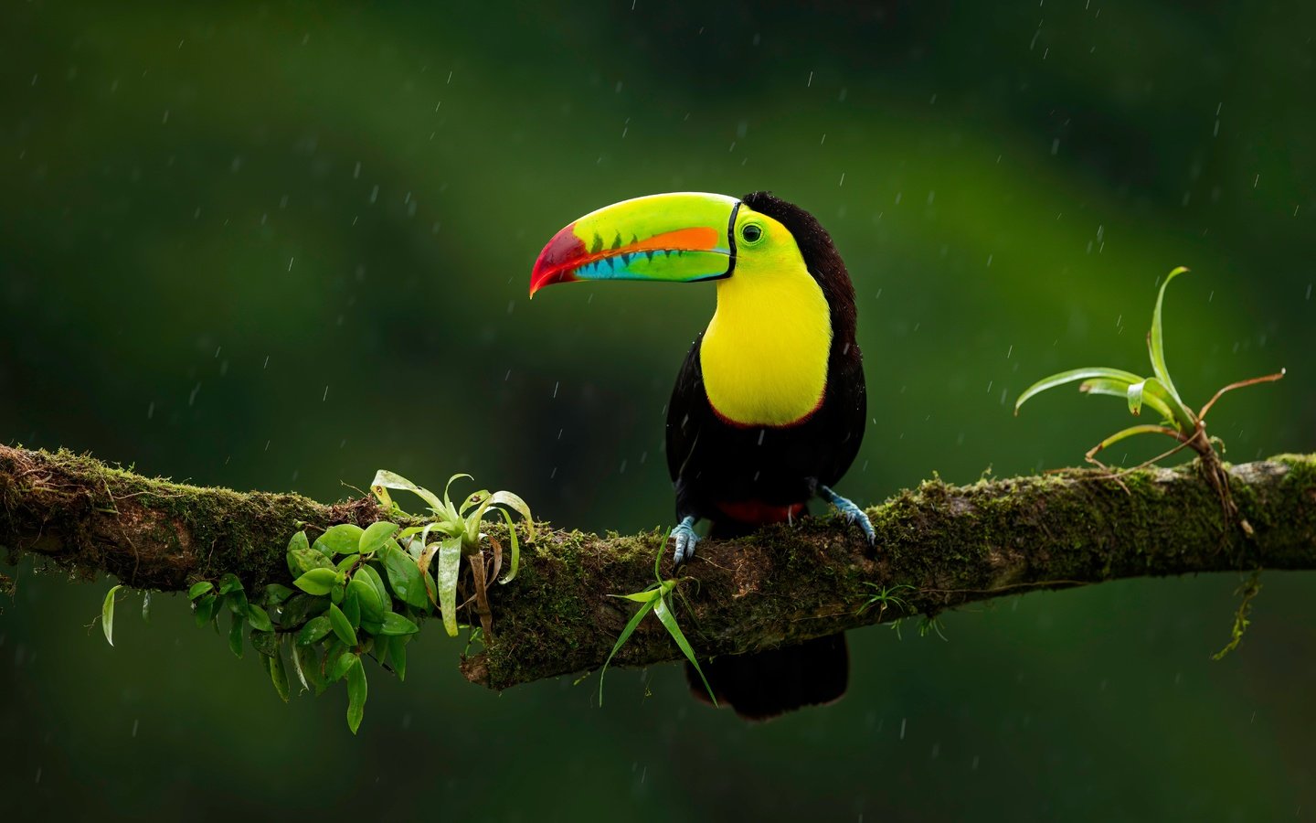 Обои ветка, птица, тукан, темный фон, дождь, branch, bird, toucan, the dark background, rain разрешение 6301x4480 Загрузить