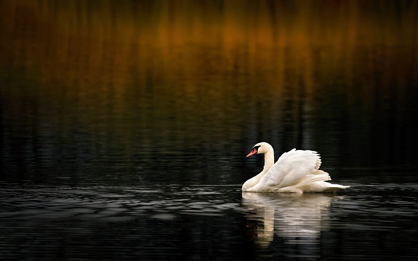 Обои вода, водоем, птица, темный фон, плавание, лебедь, боке, water, pond, bird, the dark background, swimming, swan, bokeh разрешение 2000x1339 Загрузить