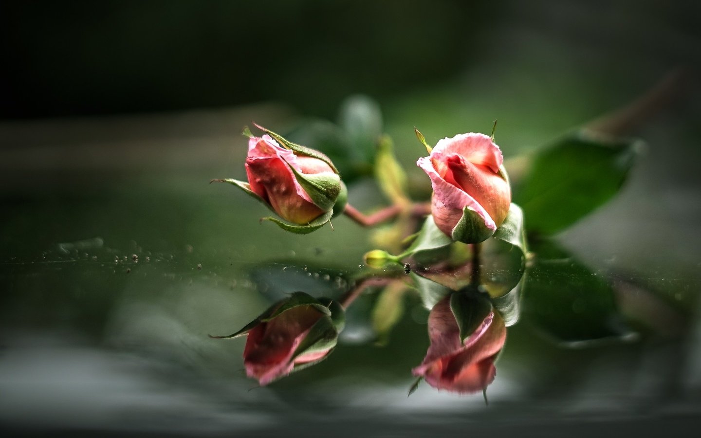 Обои вода, бутоны, отражение, розы, розовые, water, buds, reflection, roses, pink разрешение 2000x1284 Загрузить