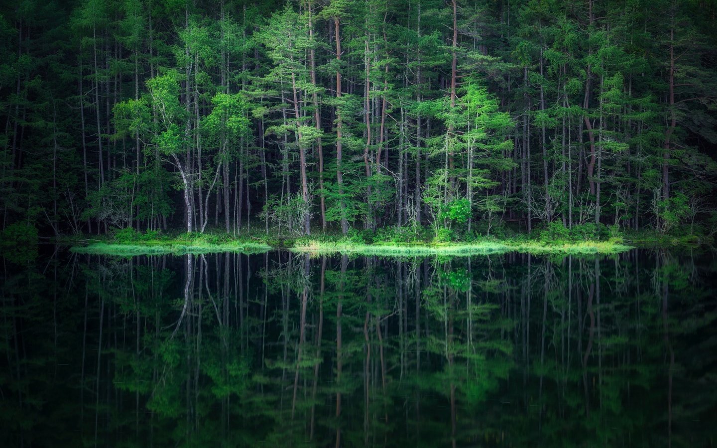 Обои вода, лес, отражение, water, forest, reflection разрешение 2500x1406 Загрузить