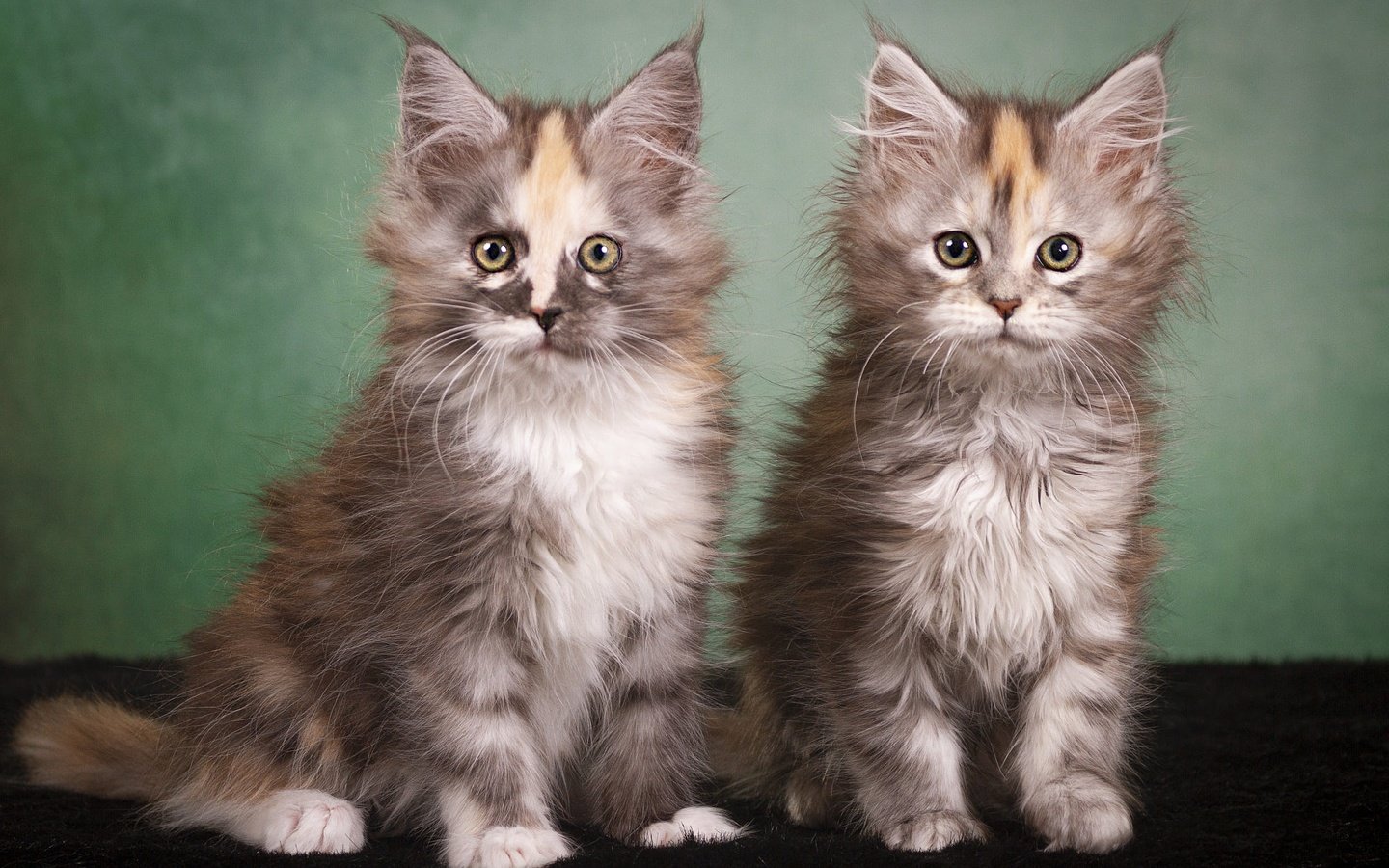 Обои взгляд, котенок, кошки, котята, мейн-кун, look, kitty, cats, kittens, maine coon разрешение 2000x1429 Загрузить