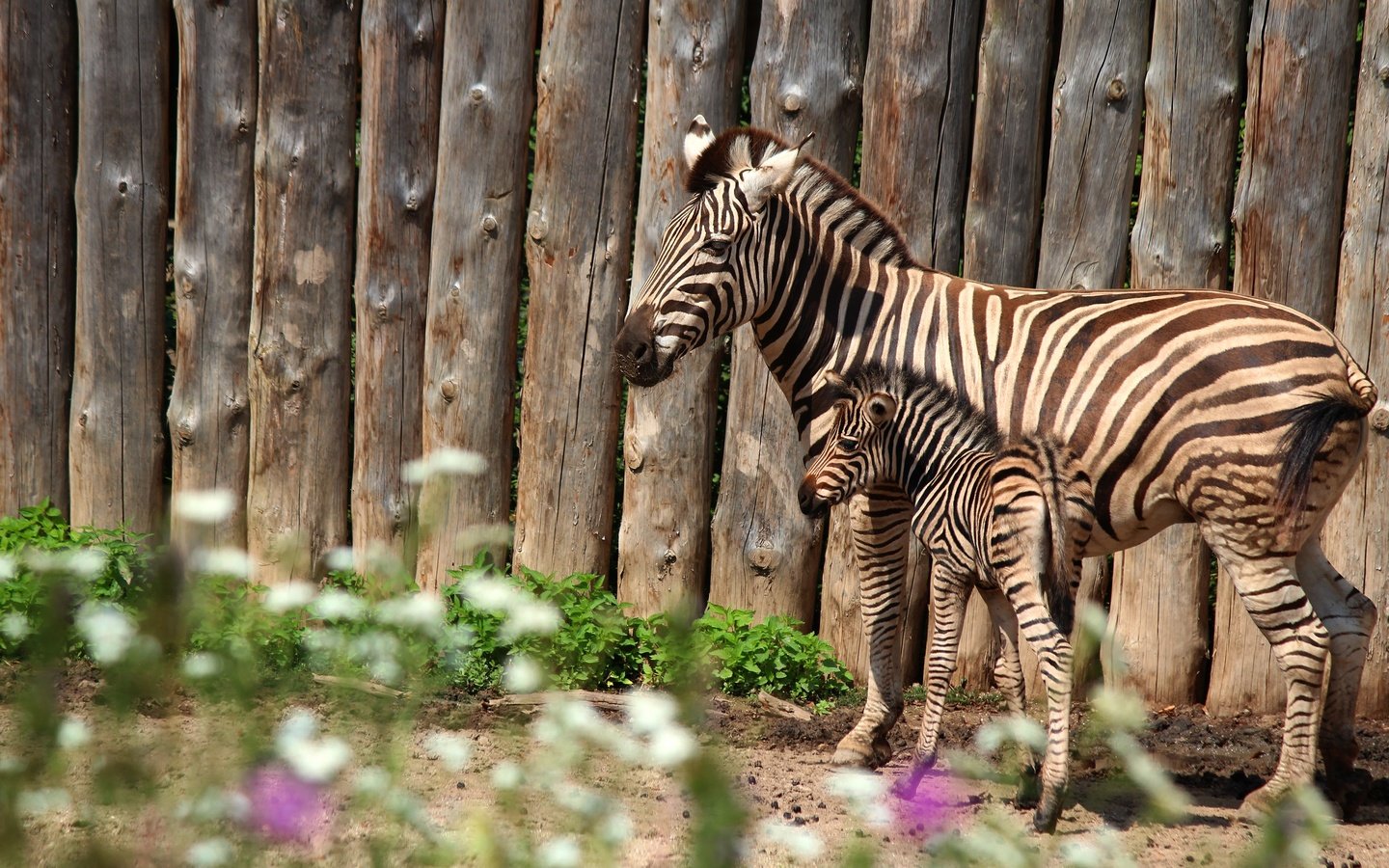 Обои зебра, забор, пара, мама, детеныш, зебры, жеребенок, zebra, the fence, pair, mom, cub, foal разрешение 3840x2560 Загрузить