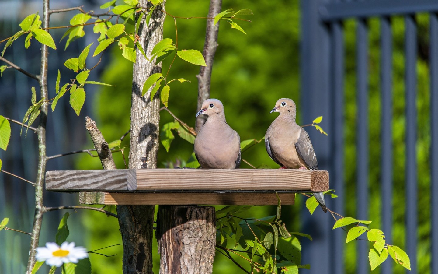 Обои зелень, ветки, листва, забор, птицы, голубь, голуби, greens, branches, foliage, the fence, birds, dove, pigeons разрешение 3840x2563 Загрузить