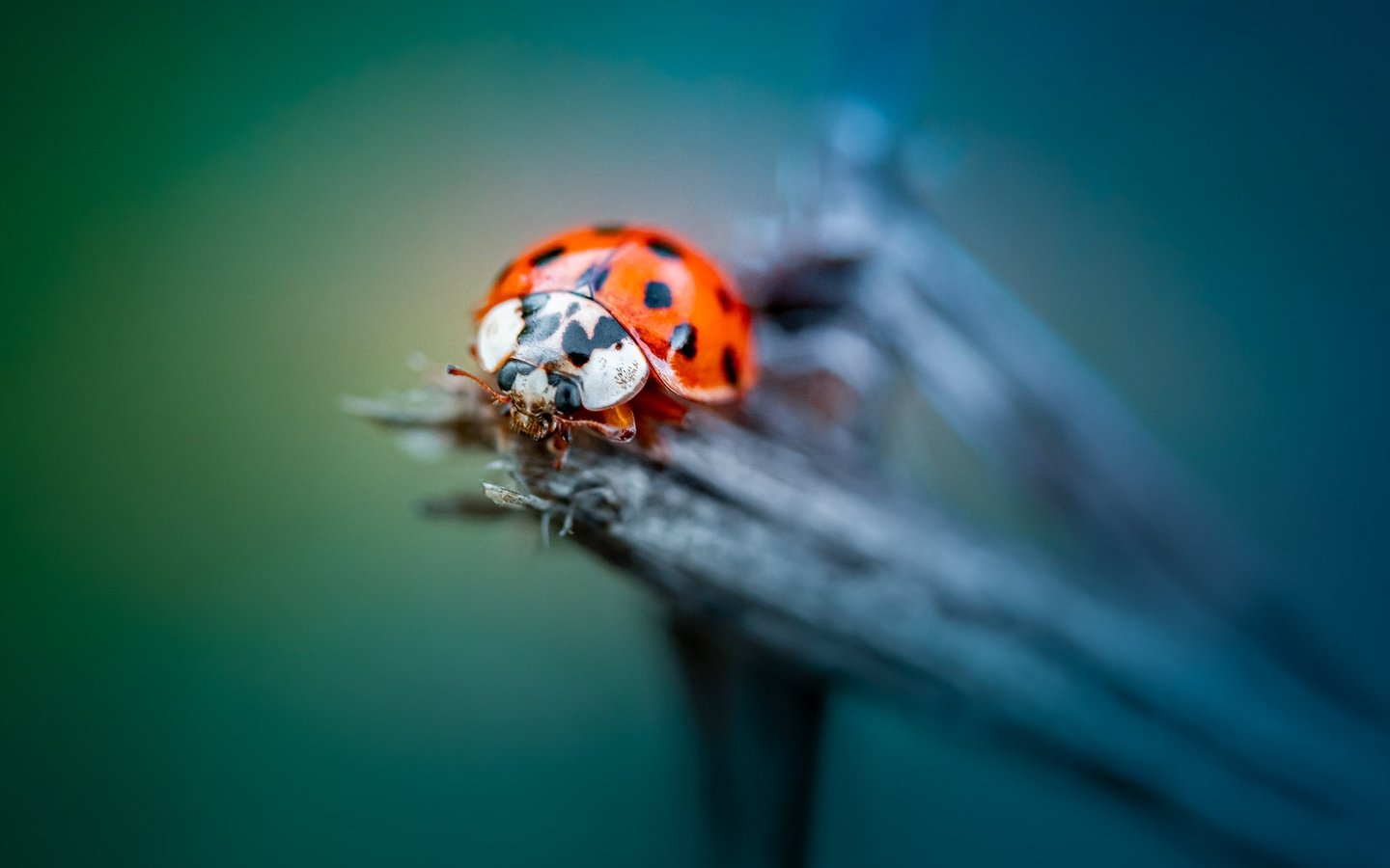 Обои жук, макро, насекомое, божья коровка, боке, beetle, macro, insect, ladybug, bokeh разрешение 2048x1365 Загрузить