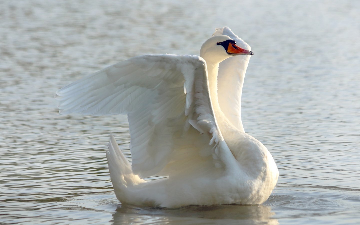 Обои белый, водоем, птица, лебедь, white, pond, bird, swan разрешение 3840x2560 Загрузить