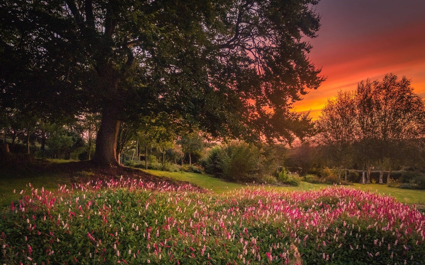 Обои цветы, деревья, природа, закат, пейзаж, сад, flowers, trees, nature, sunset, landscape, garden разрешение 2700x1810 Загрузить