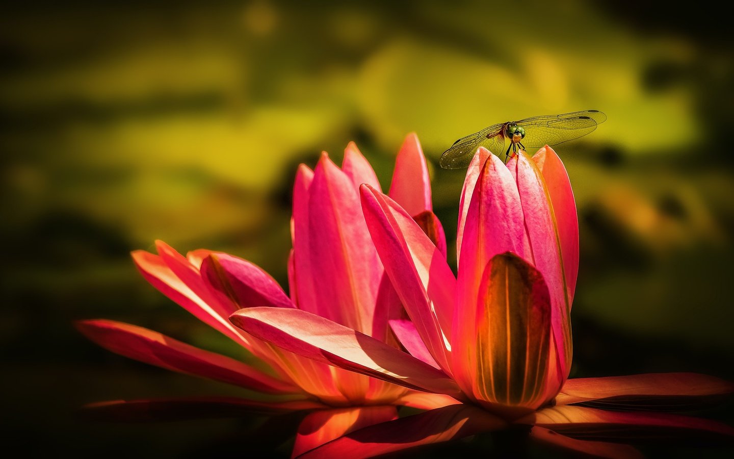 Обои водяная лилия, макро, насекомое, цветок, крылья, стрекоза, пруд, кувшинка, нимфея, water lily, macro, insect, flower, wings, dragonfly, pond, lily, nymphaeum разрешение 2880x1620 Загрузить