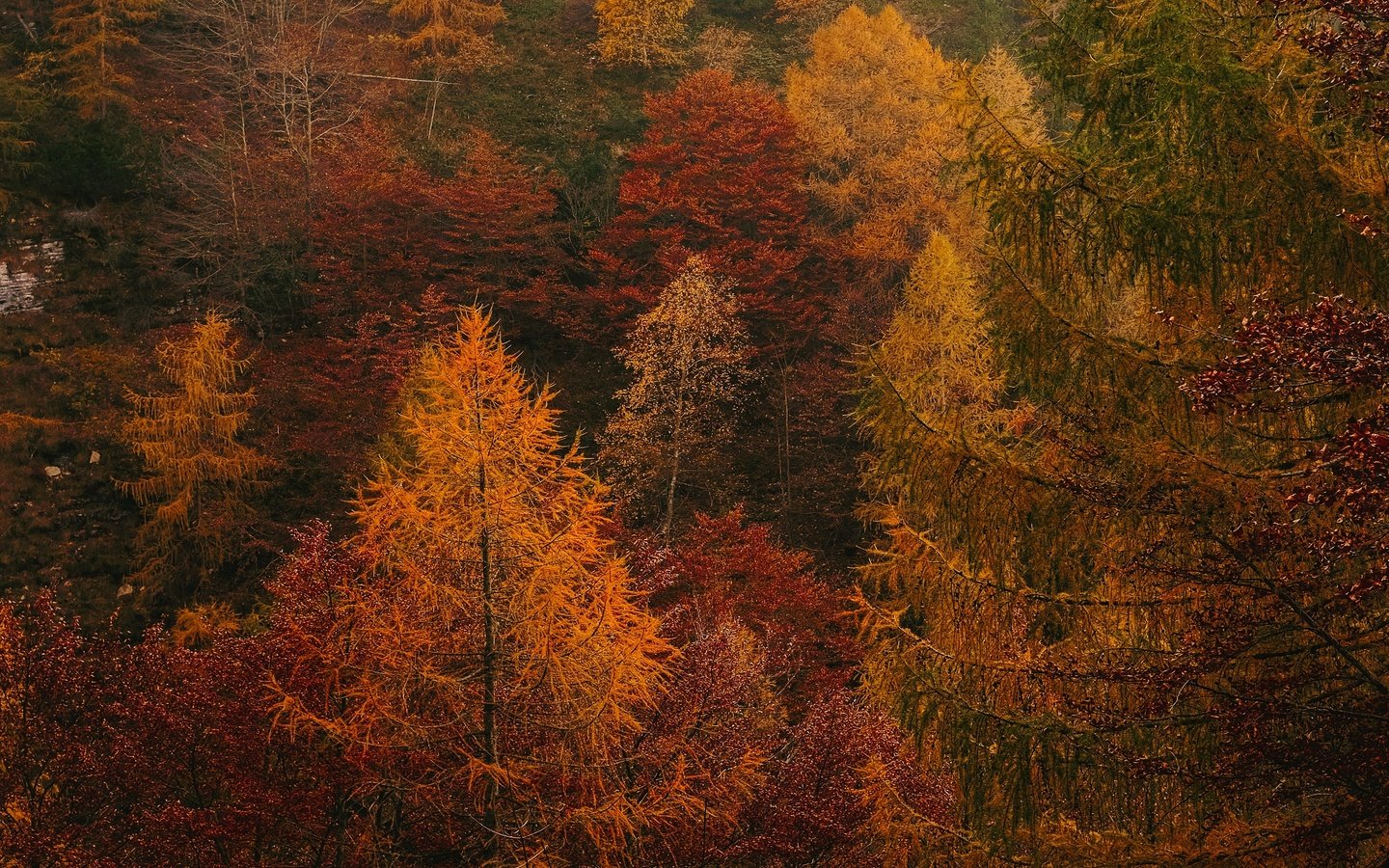 Обои деревья, лес, осень, заросли, trees, forest, autumn, thickets разрешение 3840x2160 Загрузить