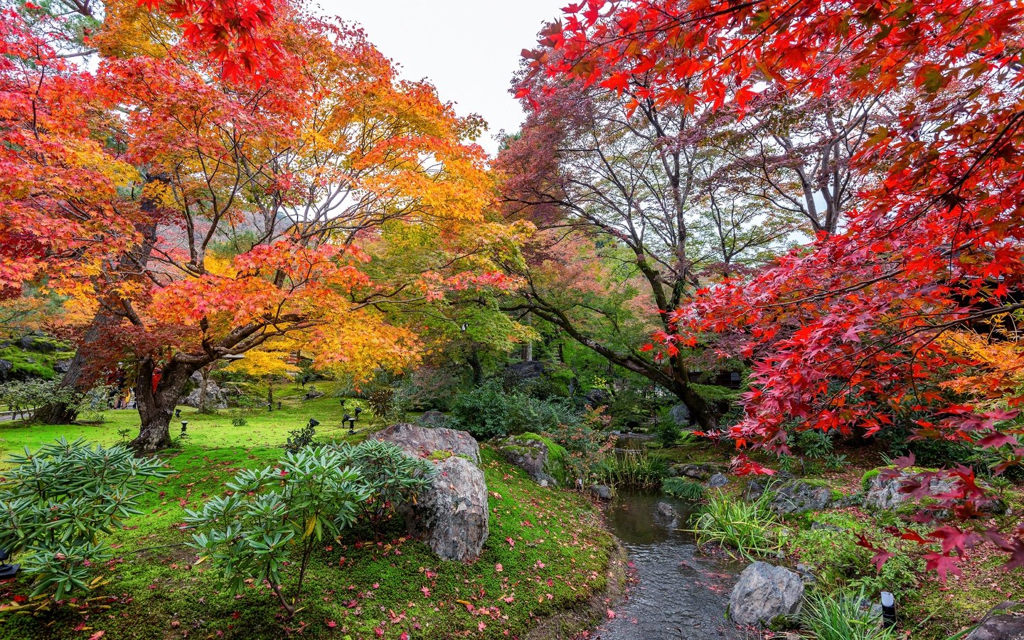 Обои деревья, листья, парк, осень, trees, leaves, park, autumn разрешение 4928x3280 Загрузить