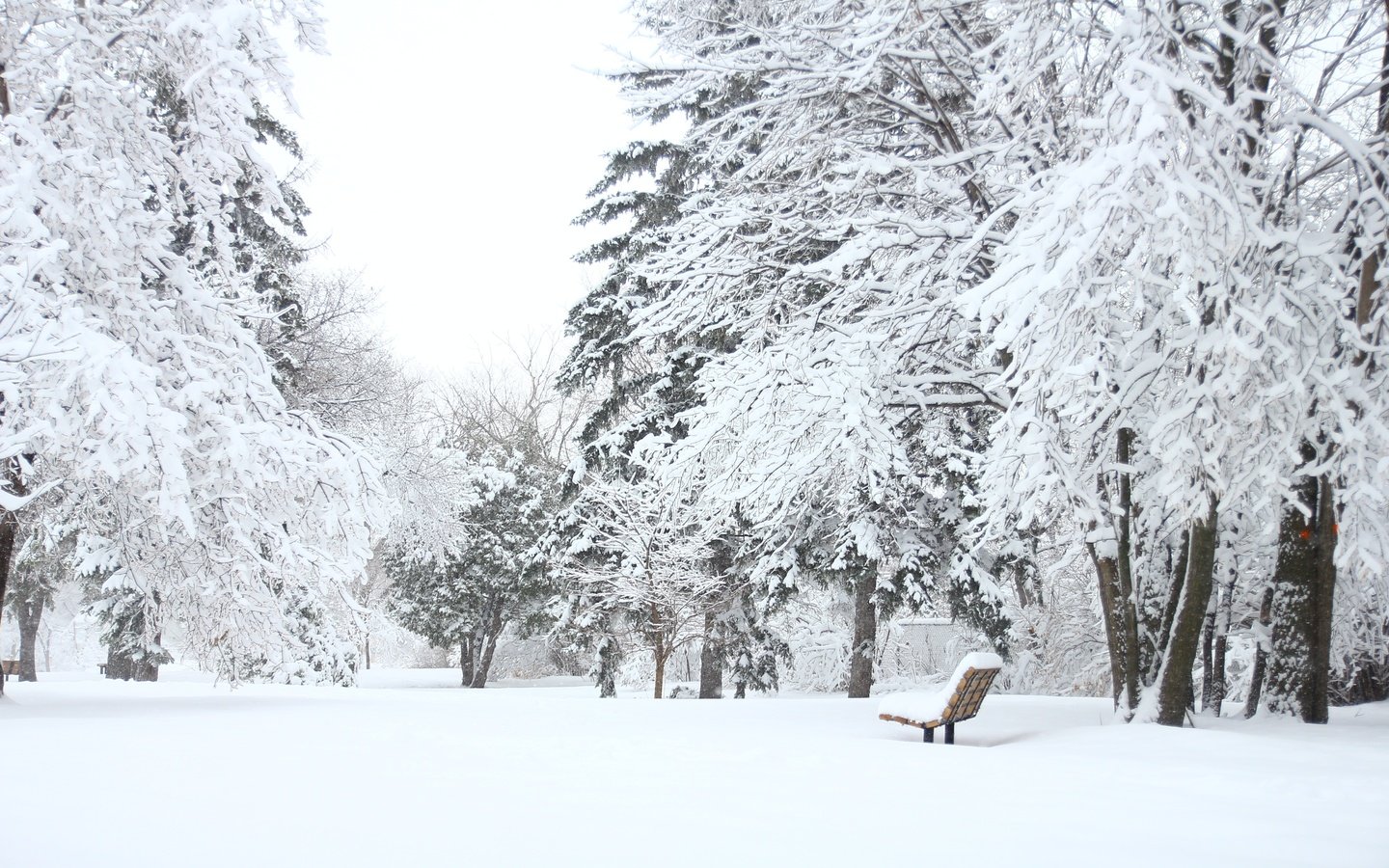 Обои деревья, снег, лес, зима, парк, скамейка, лавочка, trees, snow, forest, winter, park, bench, shop разрешение 5184x3456 Загрузить