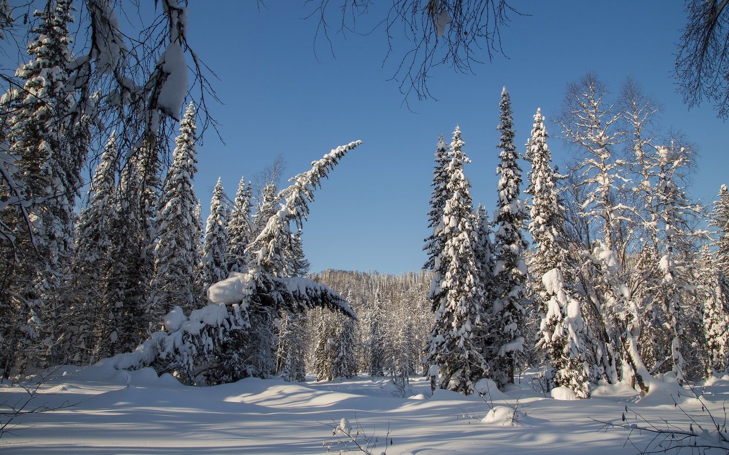 Обои деревья, снег, лес, зима, россия, ели, тайга, сибирь, trees, snow, forest, winter, russia, ate, taiga, siberia разрешение 2500x1667 Загрузить