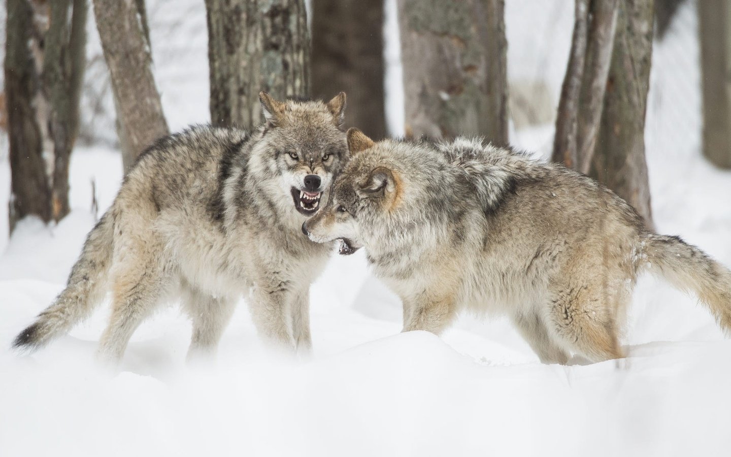 Обои деревья, снег, природа, зима, борьба, волки, пасть, волк, trees, snow, nature, winter, fight, wolves, mouth, wolf разрешение 2000x1125 Загрузить