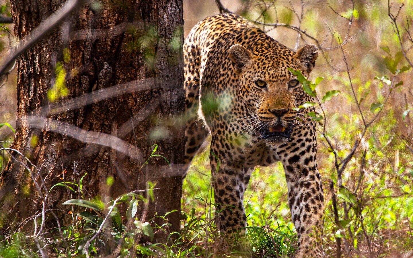 Обои дерево, листья, леопард, боке, tree, leaves, leopard, bokeh разрешение 2560x1707 Загрузить