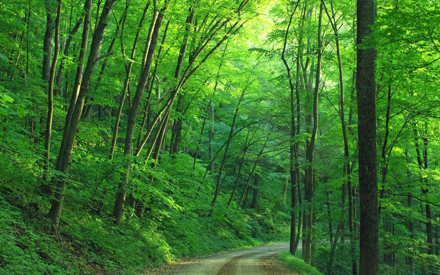 Обои дорога, деревья, лес, лето, road, trees, forest, summer разрешение 1920x1200 Загрузить