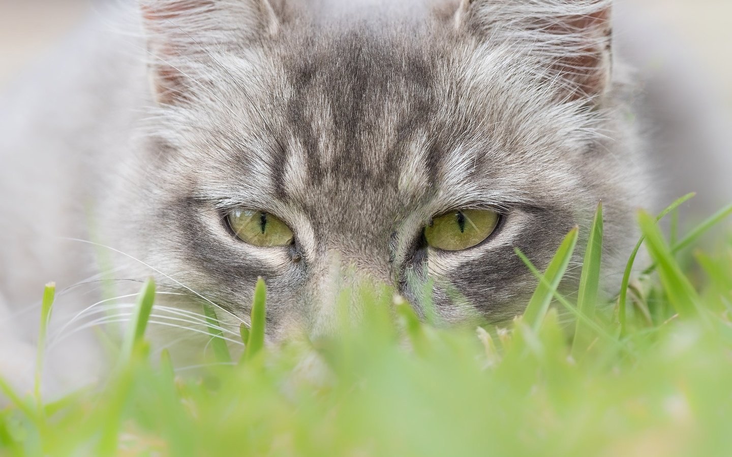 Обои глаза, трава, мордочка, кошка, взгляд, eyes, grass, muzzle, cat, look разрешение 2048x1365 Загрузить