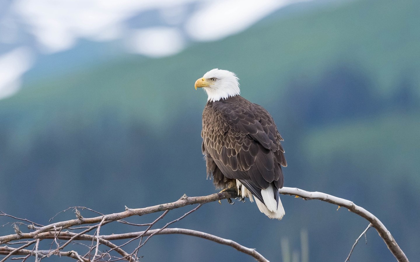 Обои горы, дерево, фон, ветки, птица, белоголовый орлан, mountains, tree, background, branches, bird, bald eagle разрешение 2880x1620 Загрузить