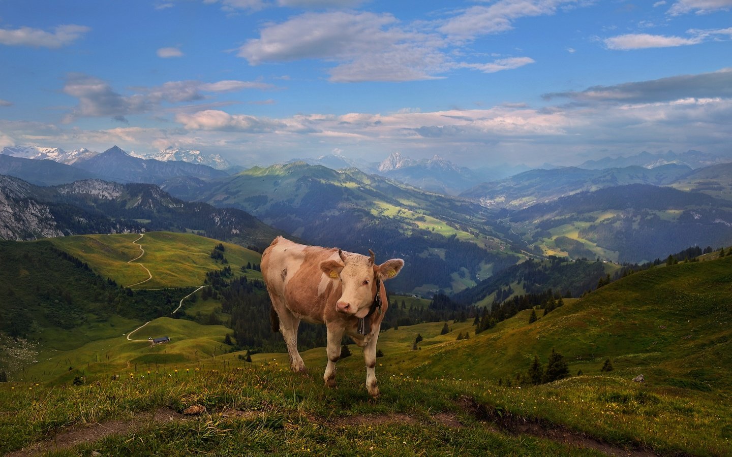 Обои горы, пастбище, корова, альпы, mountains, pasture, cow, alps разрешение 2720x1655 Загрузить