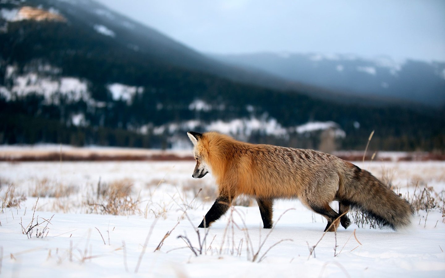 Обои горы, снег, природа, зима, поле, рыжая, лиса, прогулка, mountains, snow, nature, winter, field, red, fox, walk разрешение 2000x1333 Загрузить