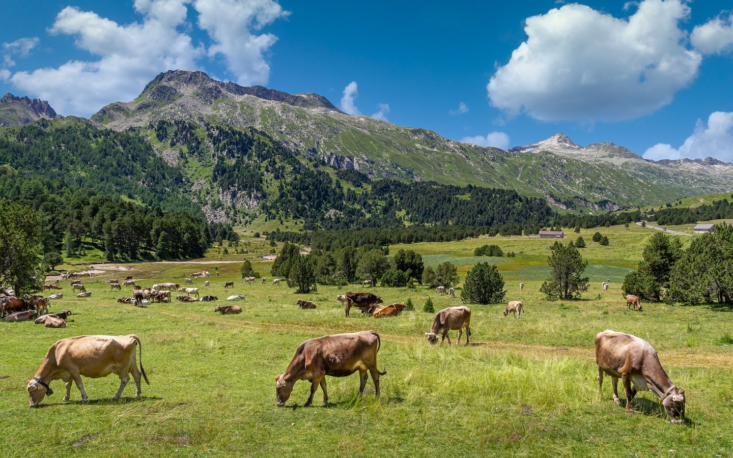 Обои горы, зелень, пастбище, альпы, стадо, коровы, mountains, greens, pasture, alps, the herd, cows разрешение 3000x1688 Загрузить