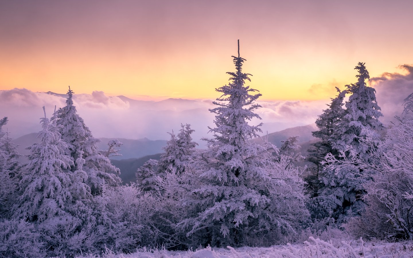 Обои лес, закат, зима, forest, sunset, winter разрешение 6016x4016 Загрузить