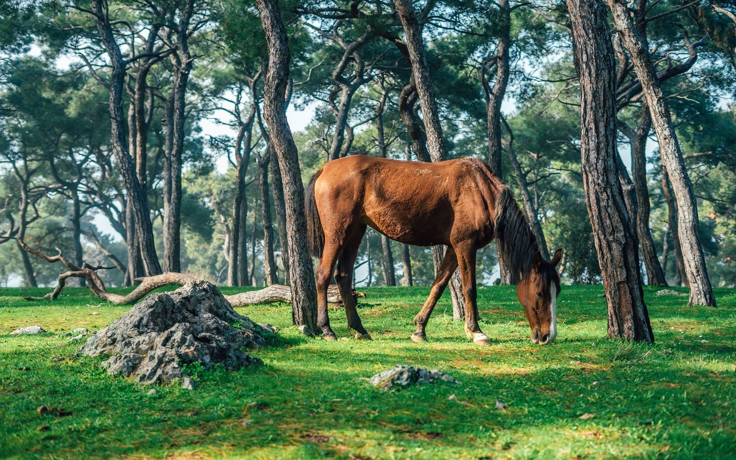 Обои лошадь, деревья, природа, лес, стволы, конь, horse, trees, nature, forest, trunks разрешение 6000x4000 Загрузить
