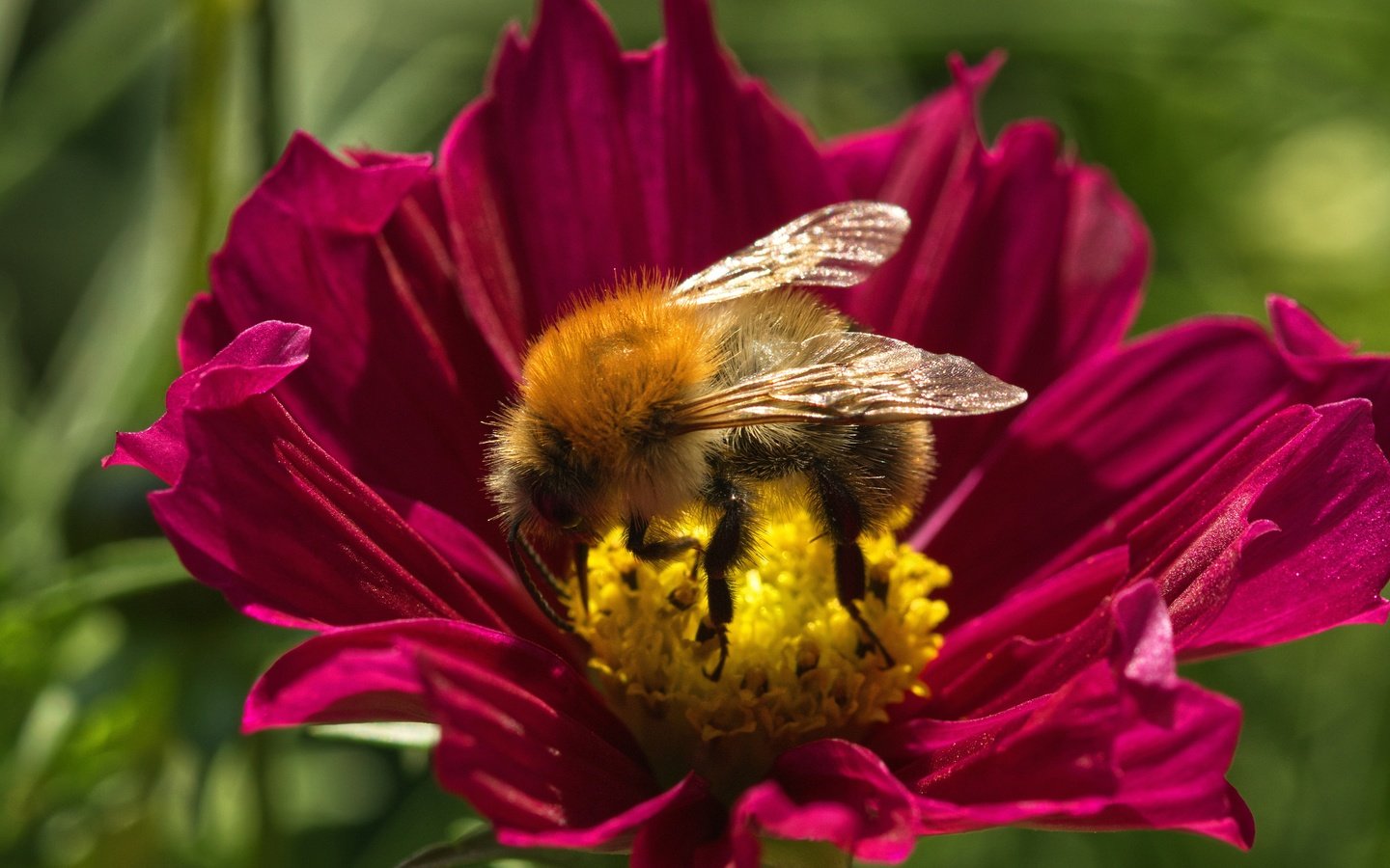 Обои макро, цветок, лето, пчела, macro, flower, summer, bee разрешение 6000x3368 Загрузить