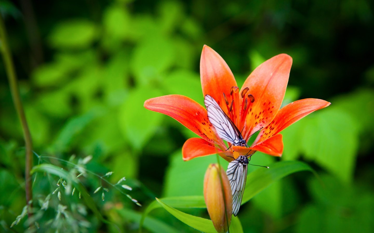 Обои макро, цветок, лето, крылья, сад, насекомые, лилия, бабочки, macro, flower, summer, wings, garden, insects, lily, butterfly разрешение 5616x3744 Загрузить