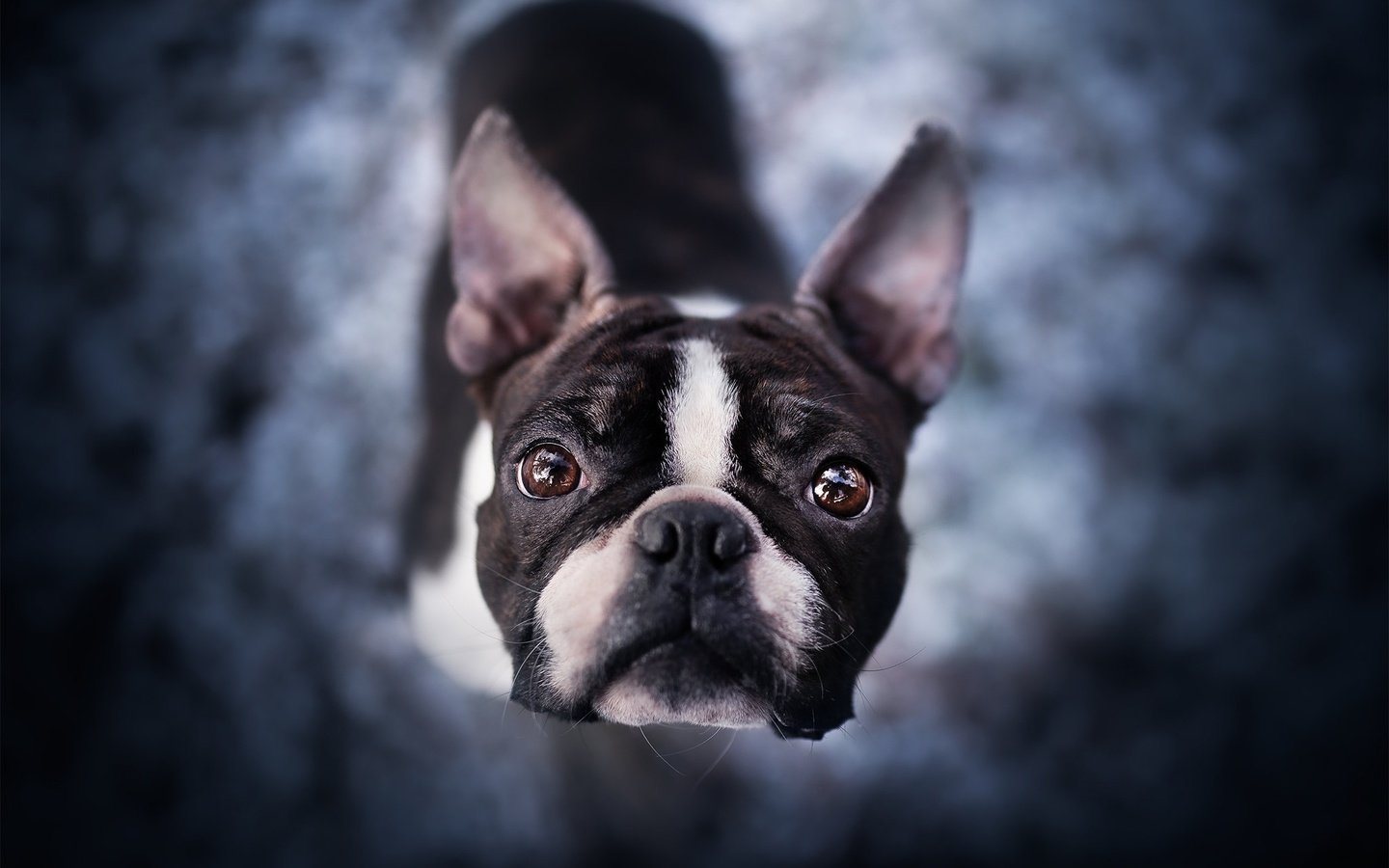 Обои морда, взгляд, собака, боке, бостон-терьер, face, look, dog, bokeh, boston terrier разрешение 2048x1365 Загрузить