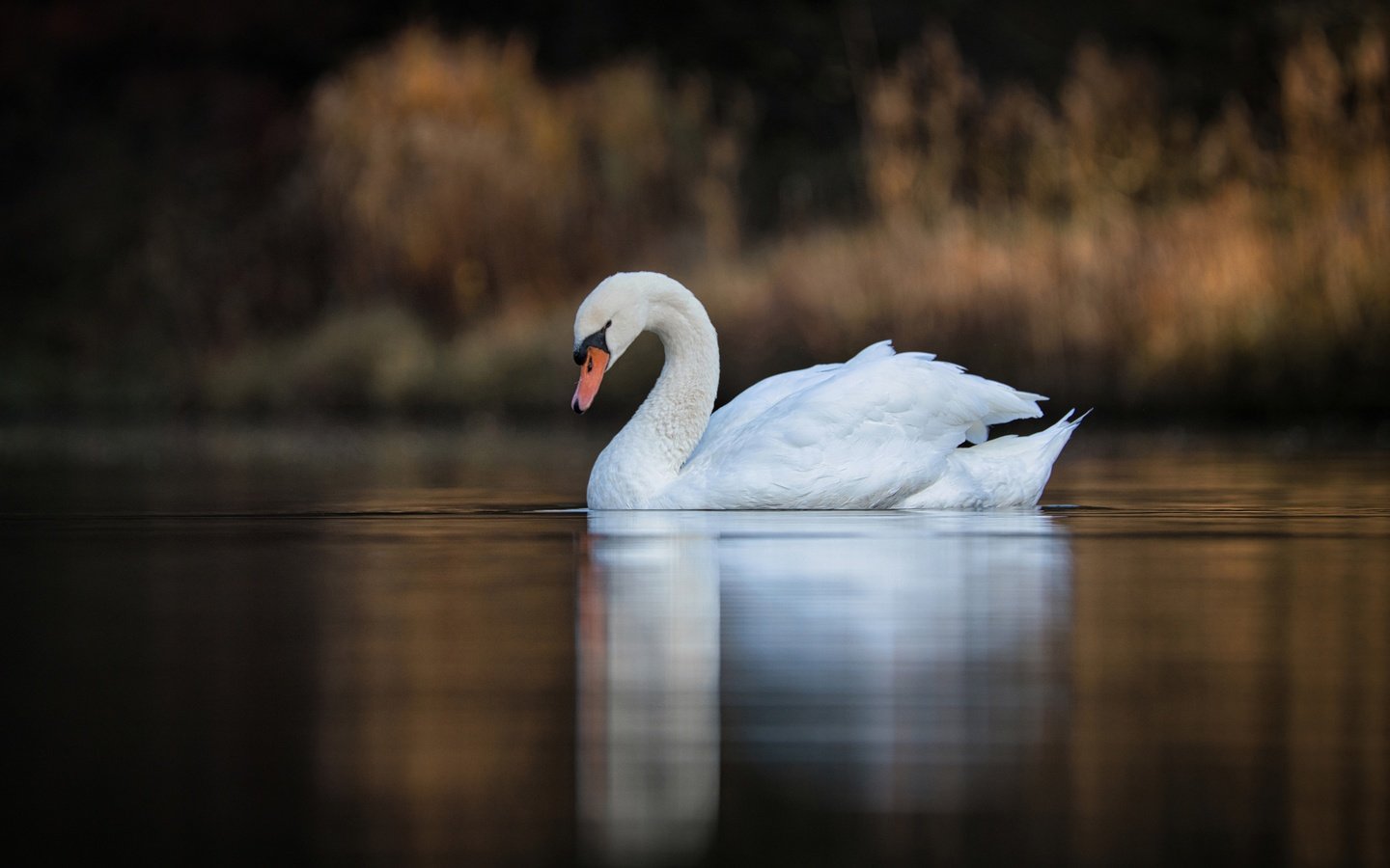 Обои озеро, отражение, птица, клюв, перья, лебедь, боке, lake, reflection, bird, beak, feathers, swan, bokeh разрешение 4200x2598 Загрузить