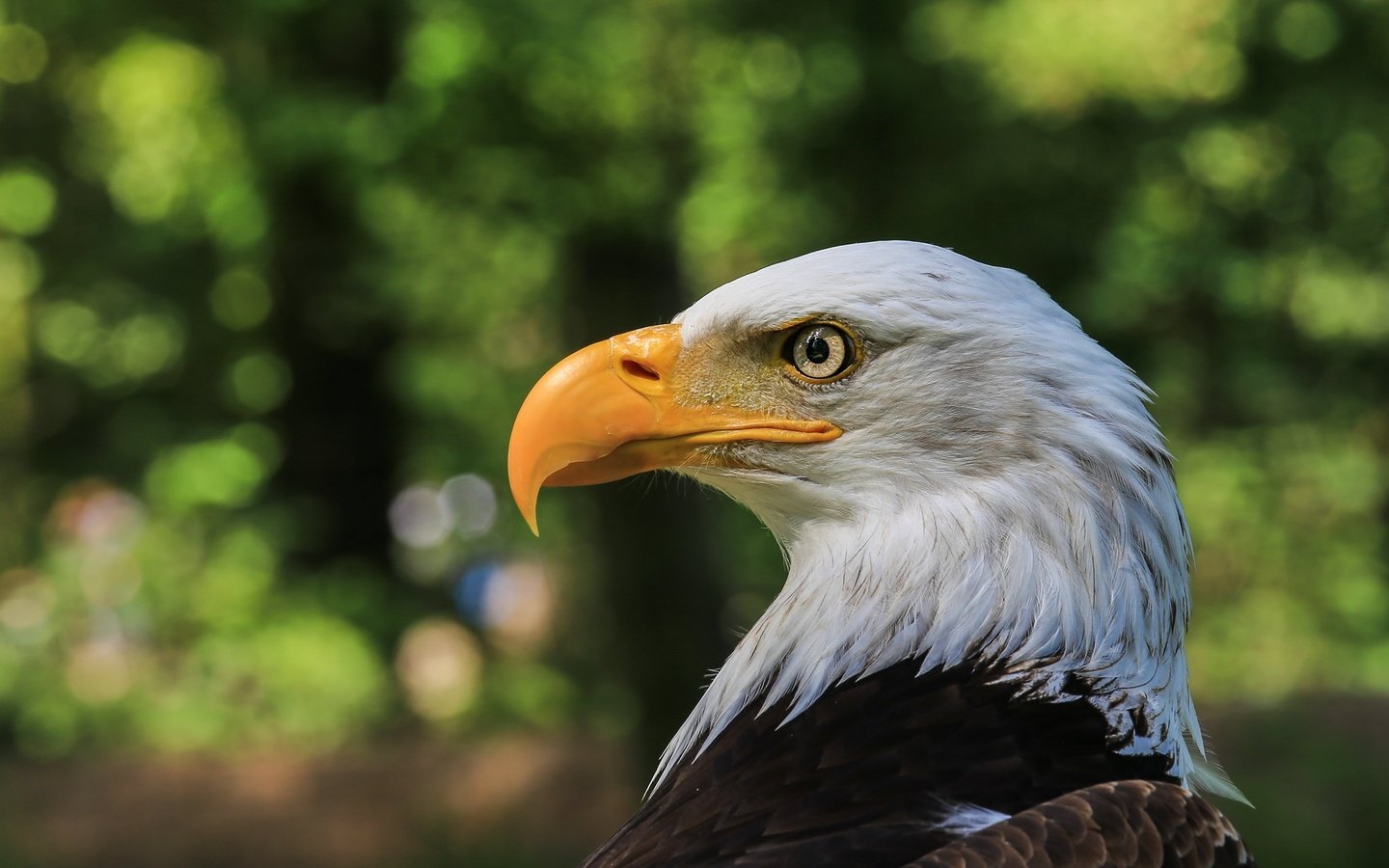 Обои портрет, профиль, птица, белоголовый орлан, portrait, profile, bird, bald eagle разрешение 2047x1365 Загрузить