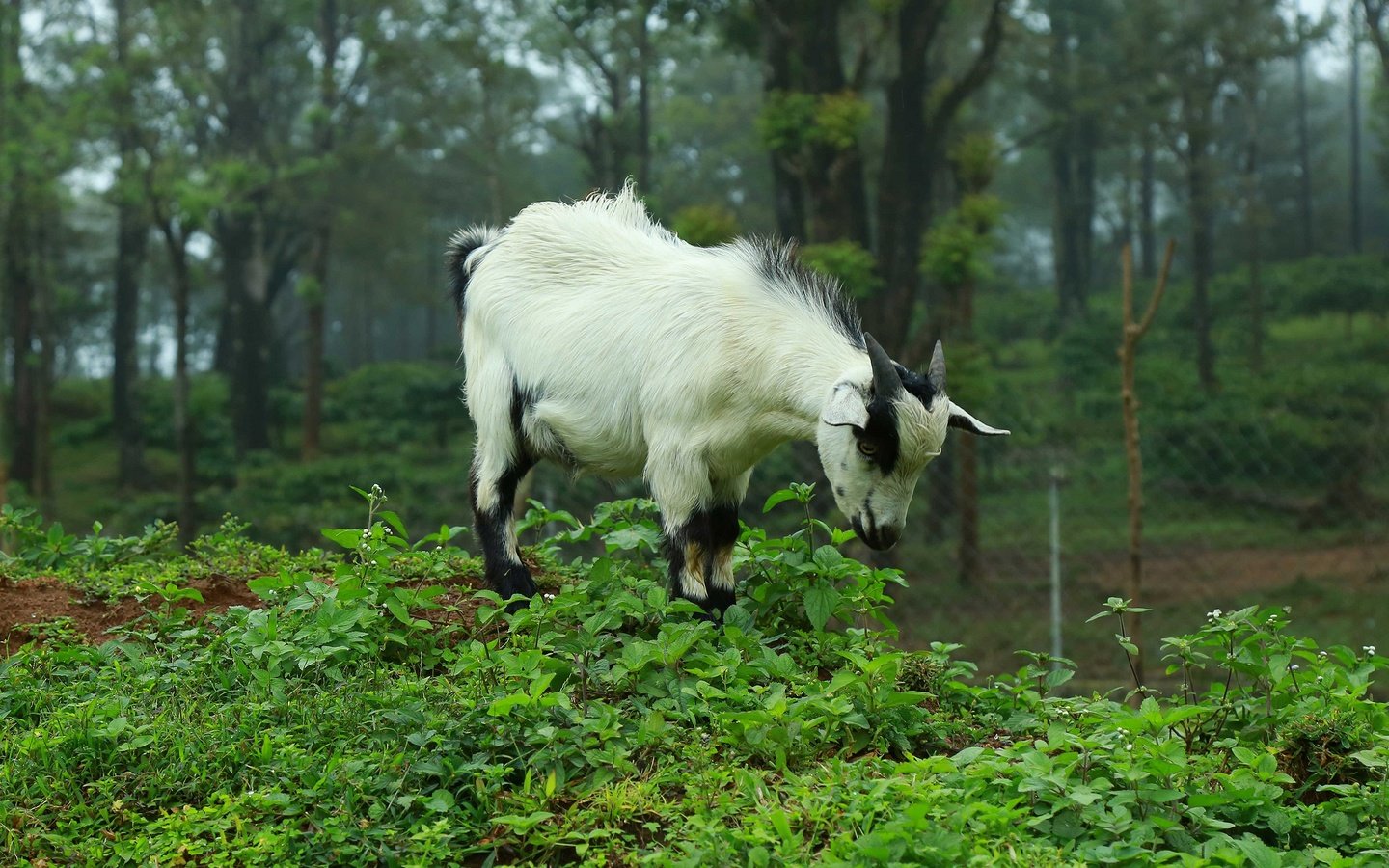 Обои природа, лес, коза, козлик, nature, forest, goat разрешение 2880x1620 Загрузить