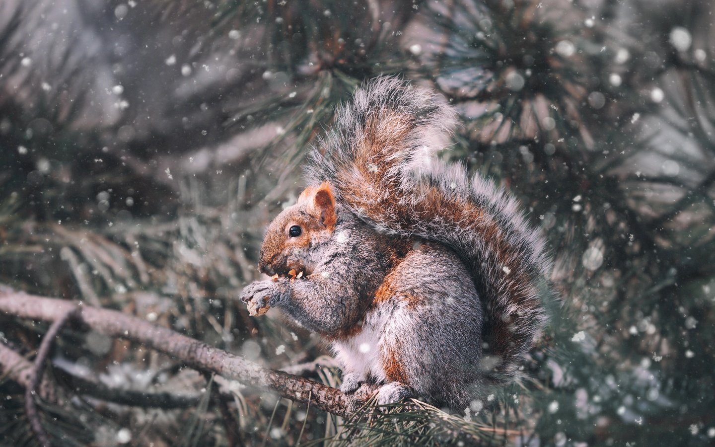 Обои снег, снегопад, дерево, хвоя, зима, ветки, белка, сосна, боке, snow, snowfall, tree, needles, winter, branches, protein, pine, bokeh разрешение 4752x3168 Загрузить