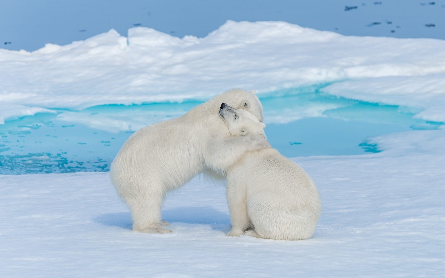Обои снег, объятия, природа, медвежонок, медвежата, берег, зима, медведь, лёд, медведи, белый медведь, snow, hugs, nature, shore, winter, bear, ice, bears, polar bear разрешение 2000x1335 Загрузить