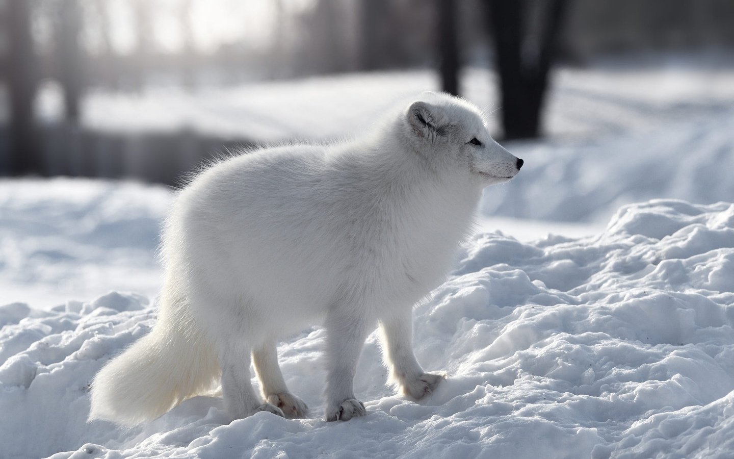 Обои снег, природа, зима, белый, профиль, песец, snow, nature, winter, white, profile, fox разрешение 2000x1406 Загрузить