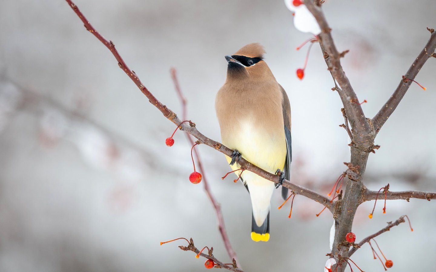 Обои снег, зима, фон, ветки, птица, ягоды, свиристель, snow, winter, background, branches, bird, berries, the waxwing разрешение 3840x2160 Загрузить