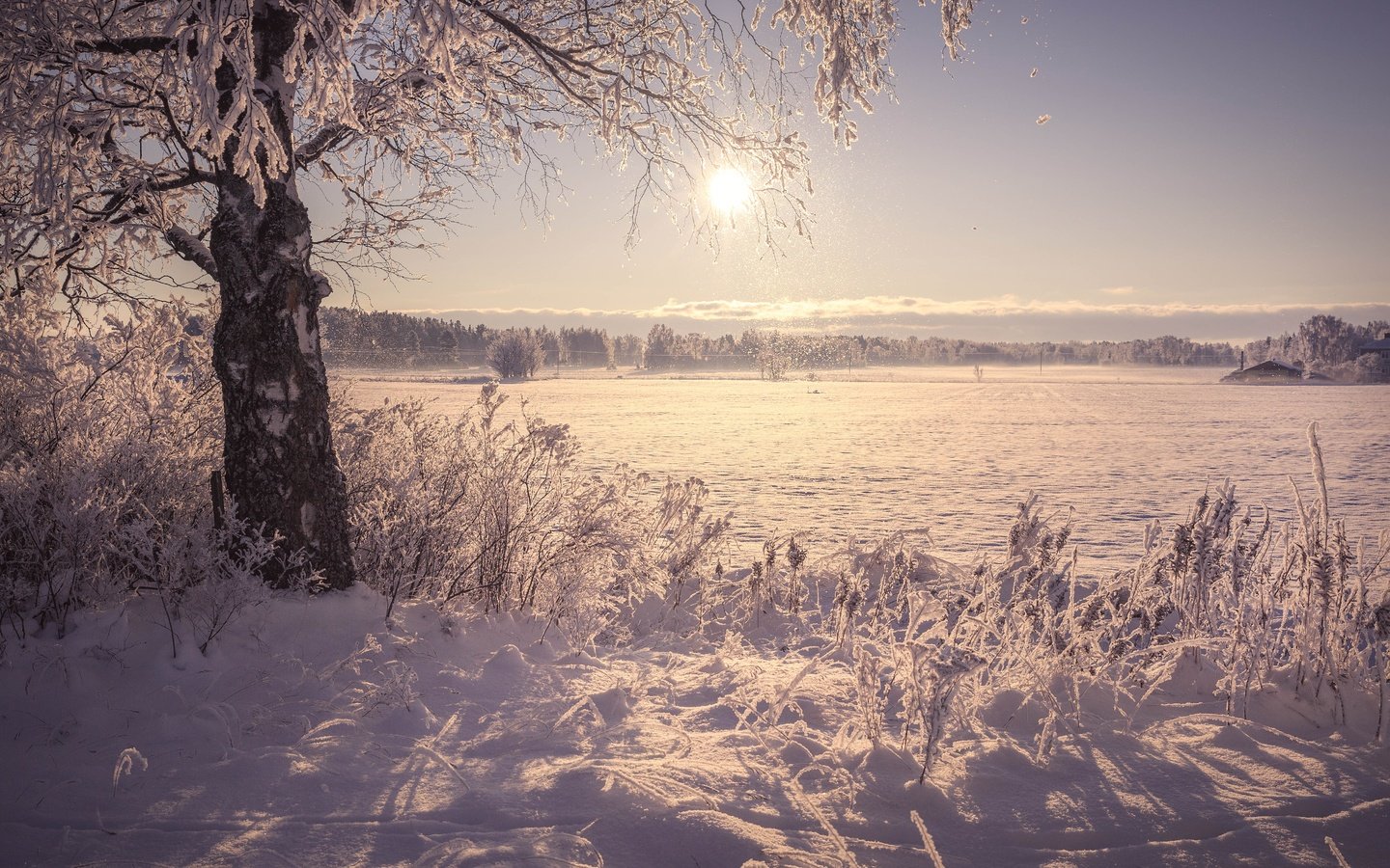 Обои солнце, снег, дерево, берег, зима, утро, поле, иней, the sun, snow, tree, shore, winter, morning, field, frost разрешение 5622x3748 Загрузить